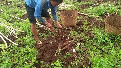 Panen Singkong Garudan Dan Singkong Manggusingkongsubang