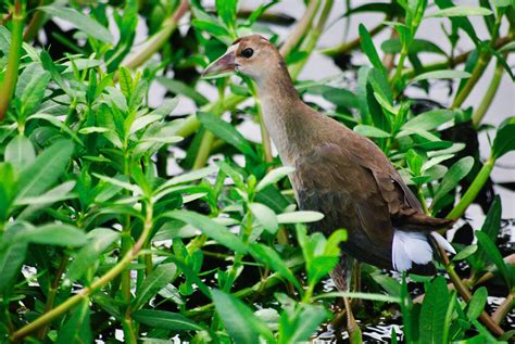 Purple Gallinule