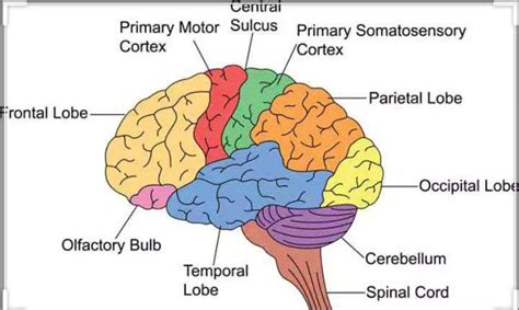 Our Conductorbrain Class 10 Notes Edurev