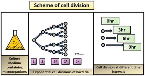 Bacterial Cell Growth Curve