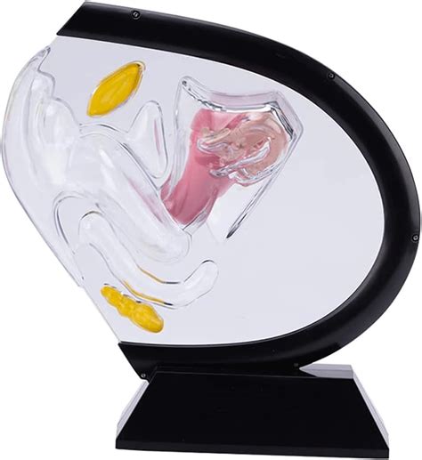 Amazon Atijaa Transparent Uterus Model Visible Human Vagina