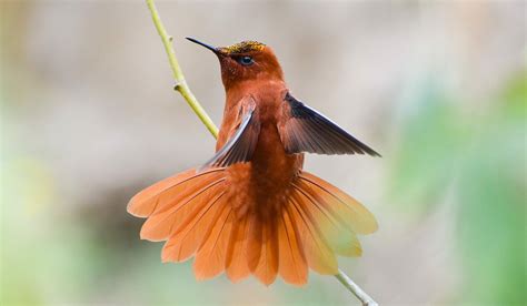 Celebramos El Día De La Fauna Chilena Con 10 Especies únicas Del País Ladera Sur