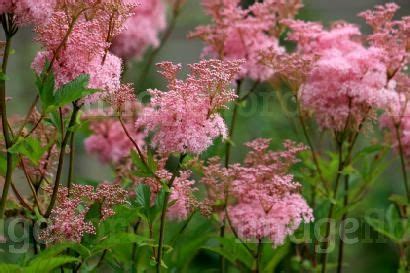 Pink Flowers Are Blooming In The Garden