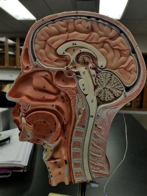 Head Diagram | Quizlet
