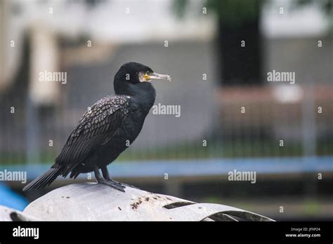 An Adult Great Cormorant Phalacrocorax Carbo Stock Photo Alamy