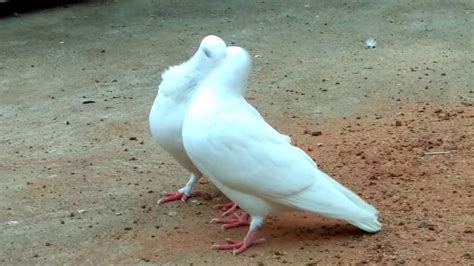 Pigeon Mating Part 1 Indian Ordinary Pigeons Youtube