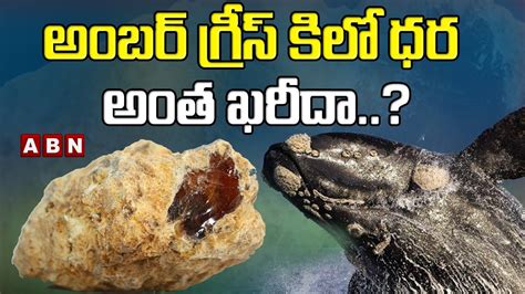 What Is Ambergris And Why Is This Whale Vomit So Valuable Abn Digital