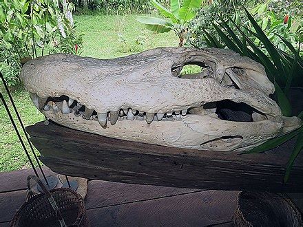 Black caiman - Wikipedia