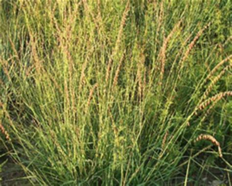 Black Grama Grass