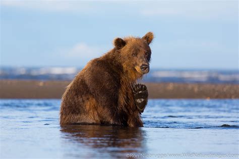 Brown Bear | Lake Clark National Park, Alaska | Photos by Ron Niebrugge