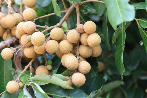 Fresh Longan on Tree in the Fruit Garden. Stock Photo - Image of juicy ...