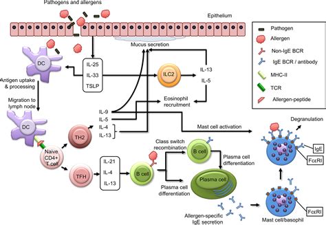 Frontiers Immunological Outcomes Of Allergen Specific Immunotherapy