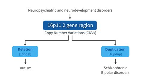 HD MEAs Play A Role In The Functional Characterization Of Human IPSC