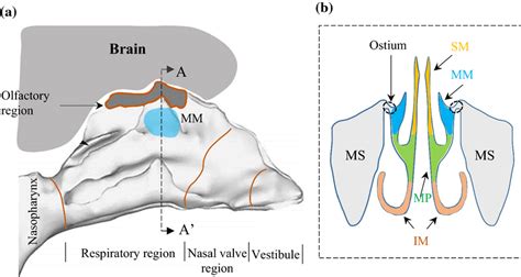 a An overview of the NC, representing the vestibule, nasal valve ...