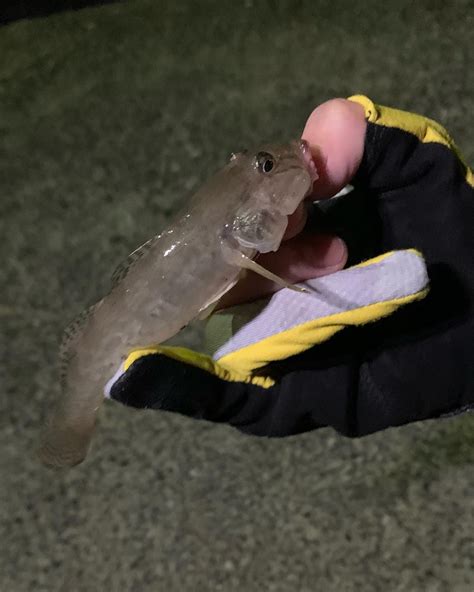 Namisu さんの 2022年07月03日のハゼの釣り・釣果情報福井県 福井県敦賀市近辺 アングラーズ 釣果400万件の