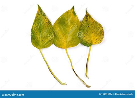 Houseplant Leaves Of Golden Pothos With Unknown Leaf Spot Disease In Shape Of Small Black