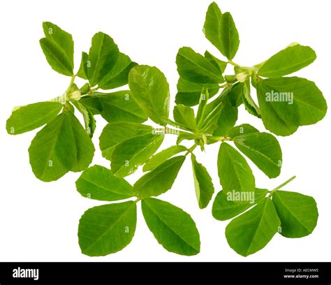 Fenugreek Leaves Hi Res Stock Photography And Images Alamy