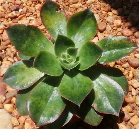 Echeveria Salsa Verde E Longissima X E Canaliculata Suculentas