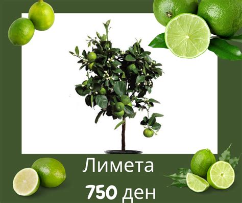 Lemon lime – Лимета (зелен лимон) – ZelenaOaza.net