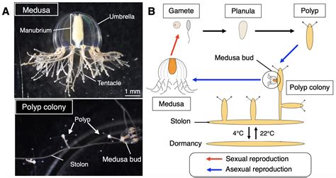 How do jellyfish regenerate their tentacles? - the Node