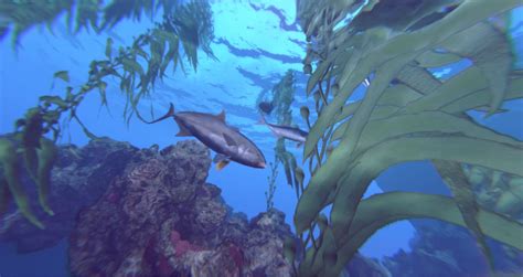Swimming with Sharks: Operation Apex is influenced by your favorite ...