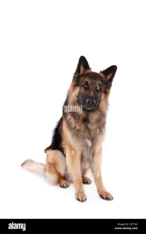 sitting German Shepherd Stock Photo - Alamy