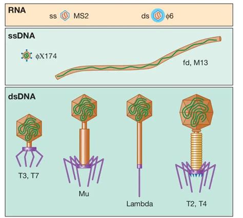 Bacteriophage: Structure, Replication, Uses • Microbe Online