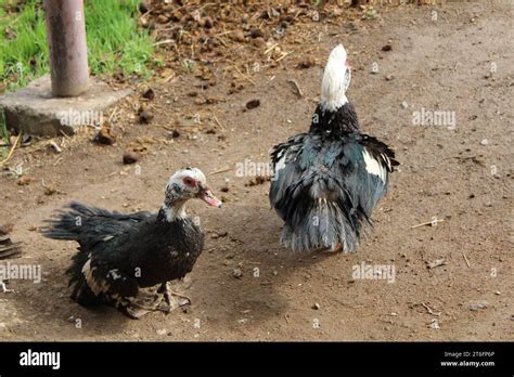 Animals In Armenia Yerevan Animals Care Core Stock Photo Alamy