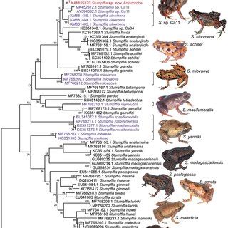 Maximum Likelihood Tree Of Stumpffia Spp Based On Analysis Of A 621 Bp