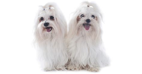 Maltese Breeders Australia | Maltese Info & puppies