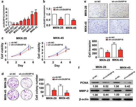 Knockdown Of Circdusp16 Inhibited Cell Proliferation Colony Formation Download Scientific