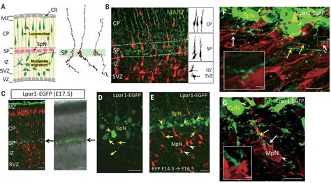 Synaptic Transmission From Subplate Neurons Controls Radial Migration