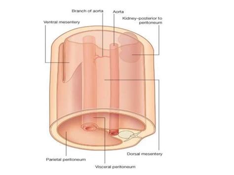 Peritoneum