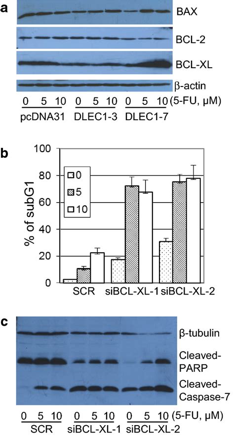 The Protection Of Cells From 5 FU Induced Apoptosis By DLEC1 Is Caused