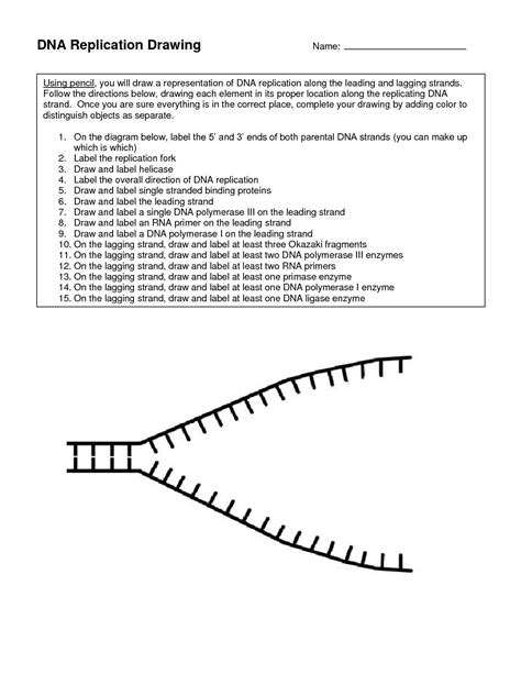 Dna Replication An Overview Worksheet