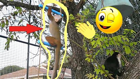 Baby Monkey Ava Masters The Ladder Monkey Mansion Capuchin Monkey