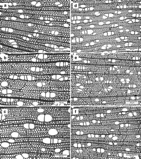 Cross-sections of xylem from main stems (a–c) and branches (d–f ...