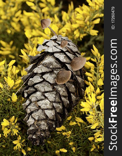 10 Pine Cone Mushrooms Free Stock Photos StockFreeImages