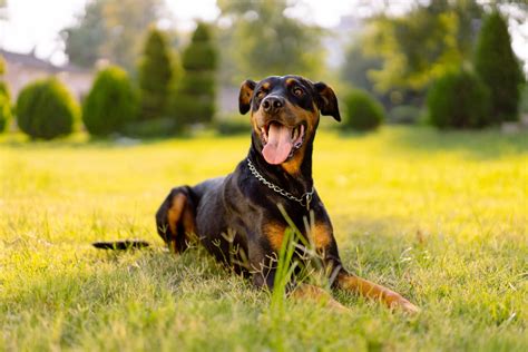 Son Doberman Buenos Primeros Perros