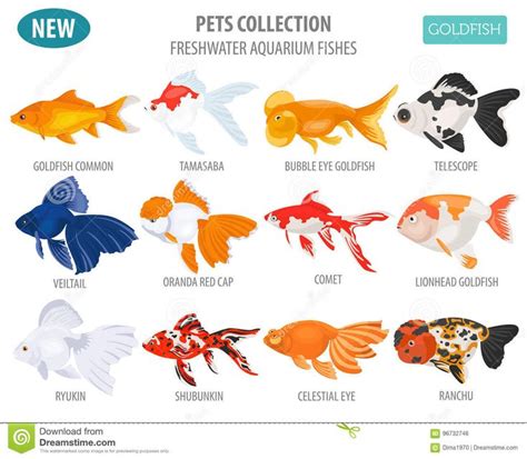 Types Of Pet Fishes