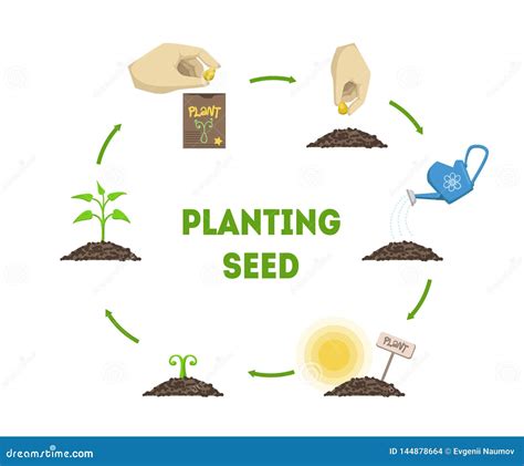 Planting Seed Banner Stages Of Growth Of Plant From Seed Timeline