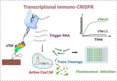 利用 Crispr Cas13d 系统通过基于双适配体的转录扩增进行蛋白质检测chemistry A European Journal