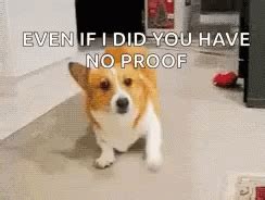 Corgi Gif - IceGif