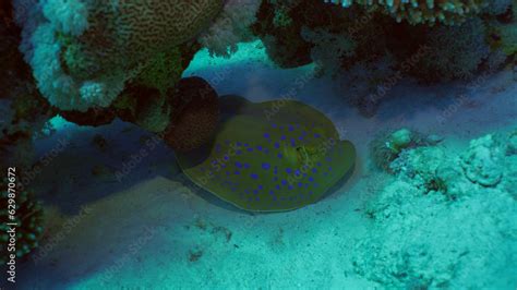 Blue Spotted Stingray Or Bluespotted Ribbontail Ray Taeniura Lymma