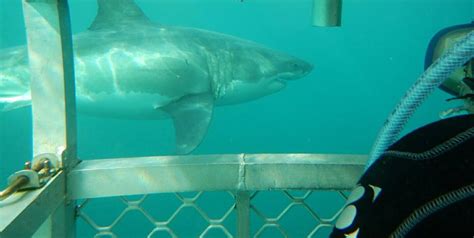 Shark Cage Dive Adult - Experienced Diver - Shark Experience Ltd ...