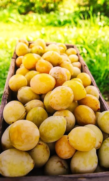 Colheita De Ameixas Amarelas Frescas Frutas Suculentas Doces Maduras