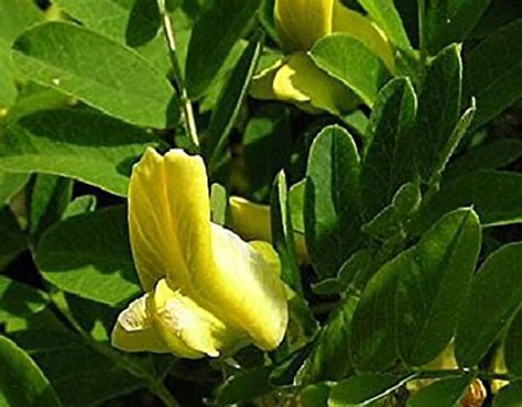 Семена карагана мелколистная купить, узнать описание, посмотреть фото