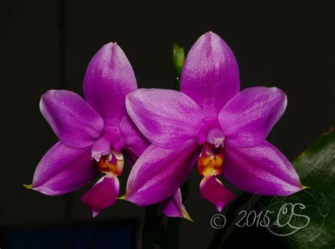 Phalaenopsis Shingher Pure Love