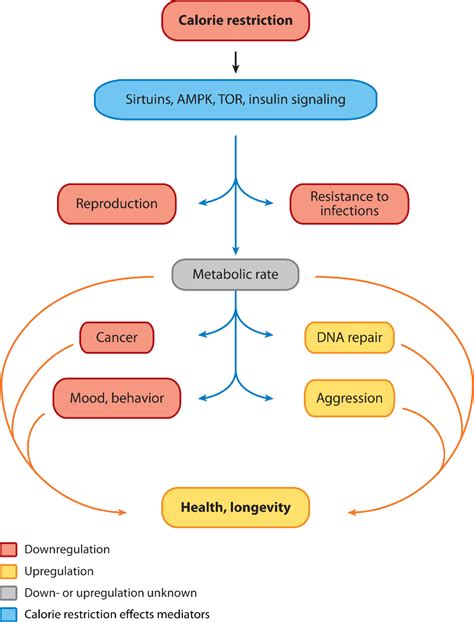 Figure 1 From Metabolic And Neuropsychiatric Effects Of Calorie