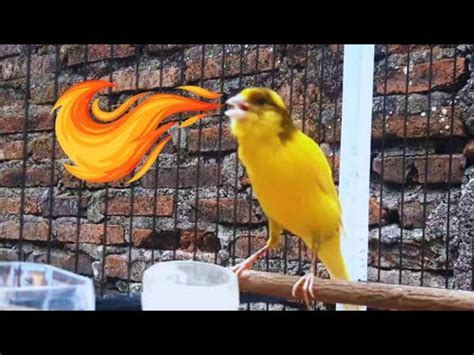 The Best Canary Singing For Training Long Duration Youtube